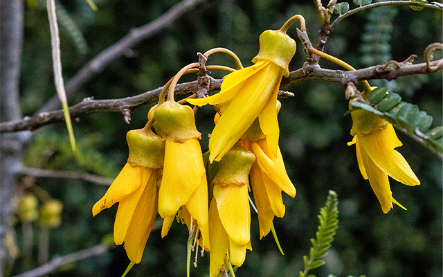 canopy cancer care northshore auckland