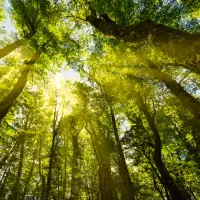 Under the Canopy