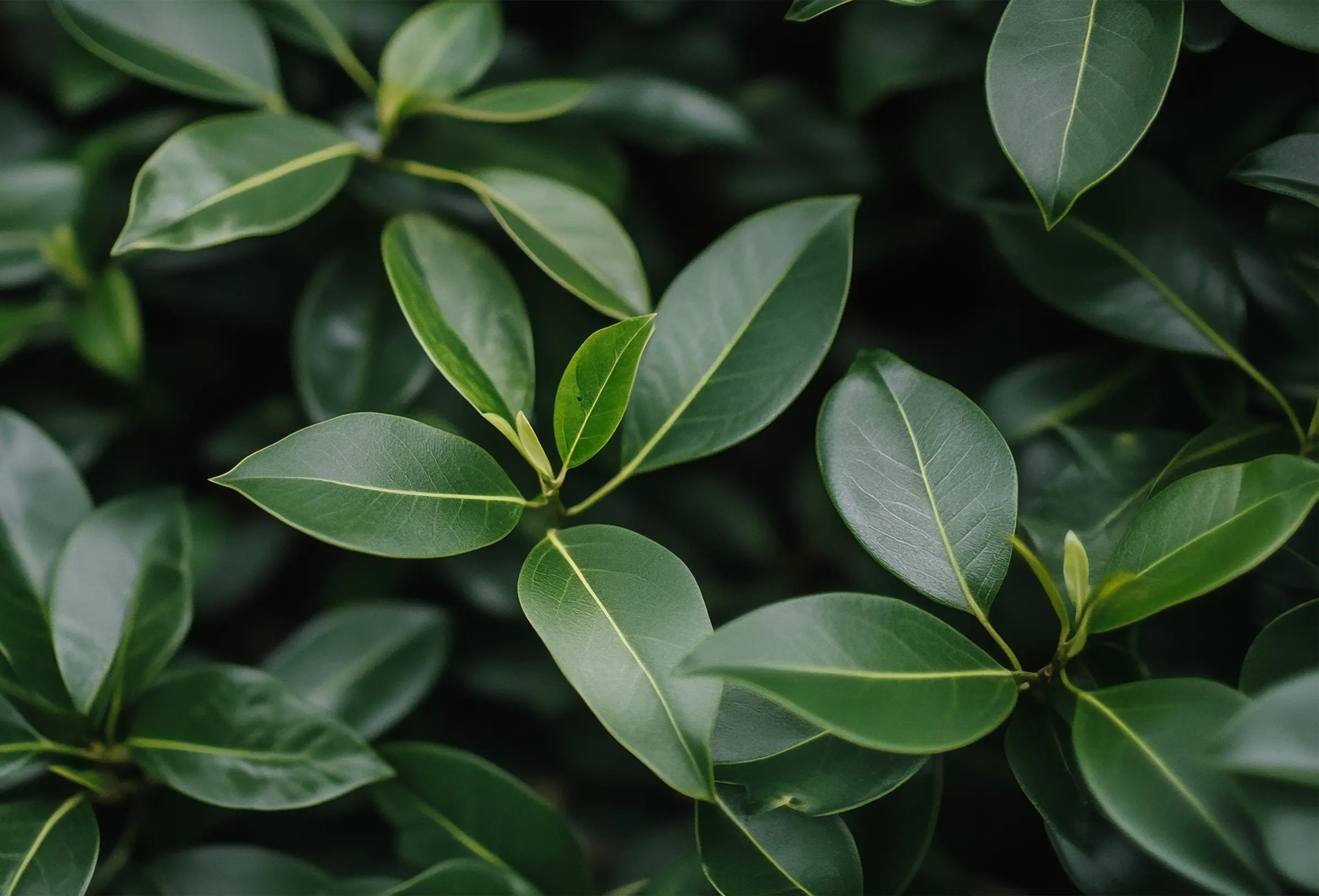 canopy cancer care clinics