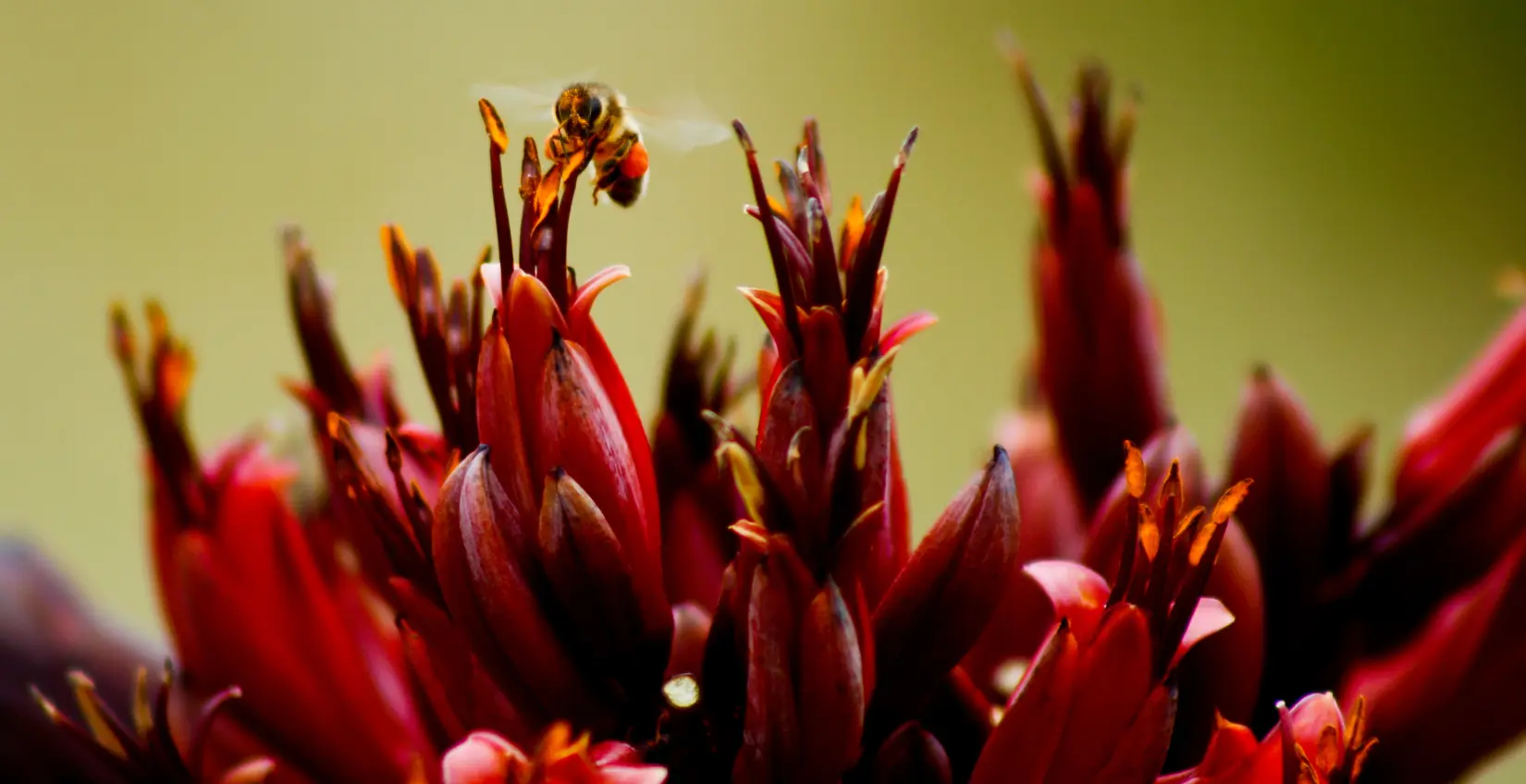 canopy cancer care hawkes bay clinic