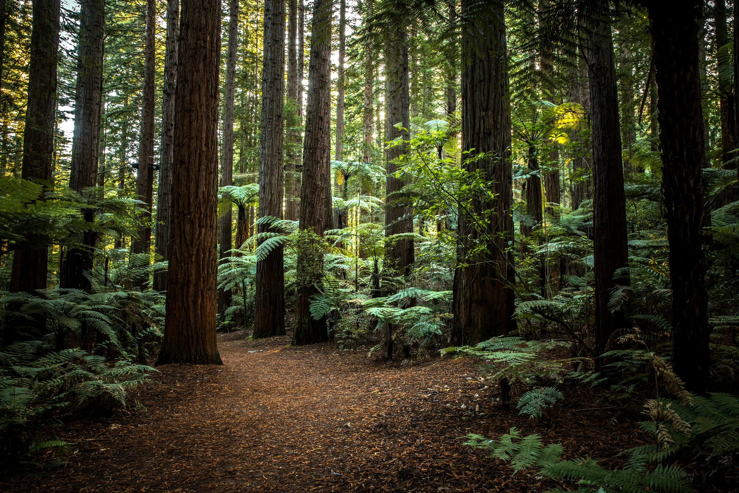 canopy cancer care rotorua redwood
