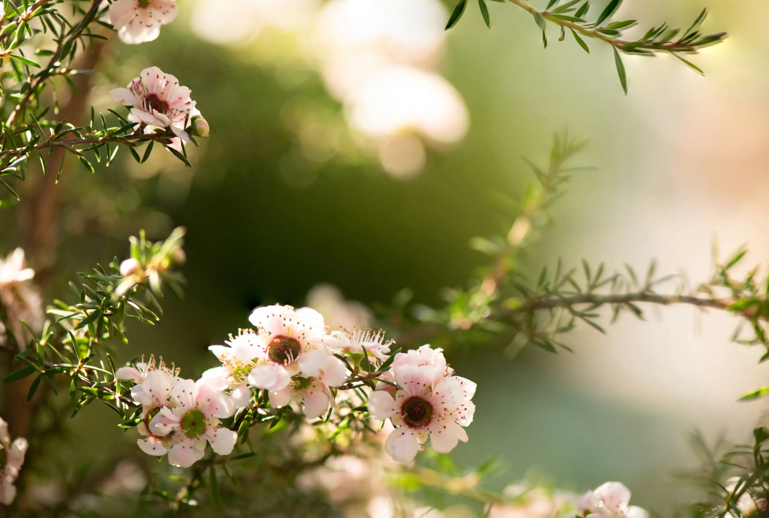 hair loss placeholder