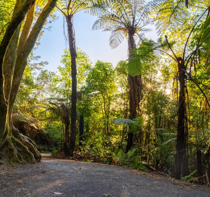 nz bush walk for rehabilitation