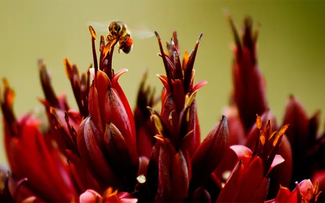 canopy cancer care hawkes bay