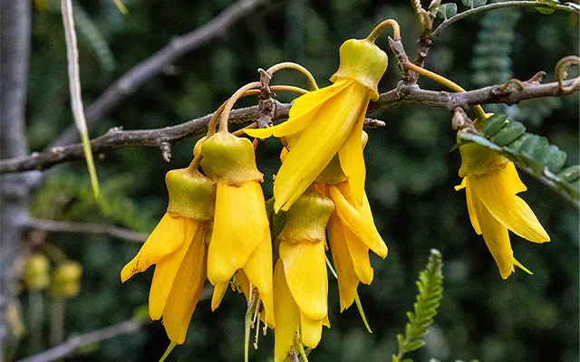 canopy cancer care northshore auckland
