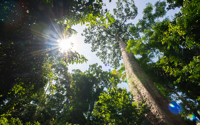 canopy cancer care warkworth rodney