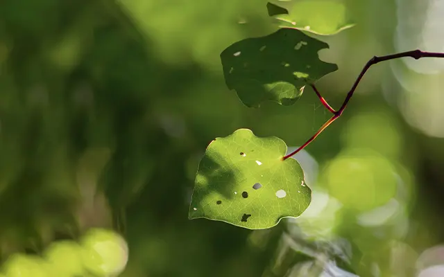 canopy cancer care whangarei northland