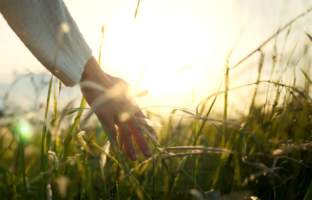 women hand touching thick high grass